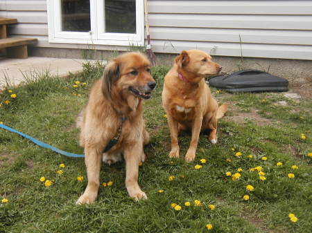 sandy and dreyfus .  They'll both be fourteen this year!