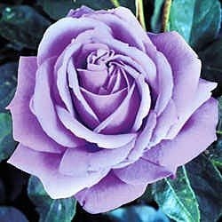 Lavender Angel Rose