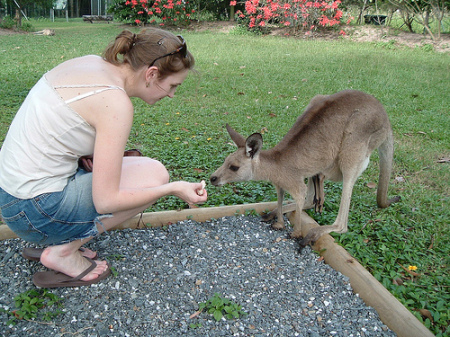Me Feeding a Kangaroo in Cairns, Australia