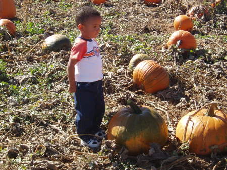 Pumpkin Patch