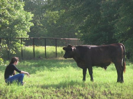 Sammy with one of the cattle