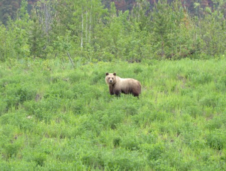 spring griz feeding on new growth at the mine.