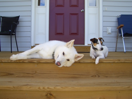 wolfy and reggie on the porch