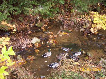 Ducks In The Creek