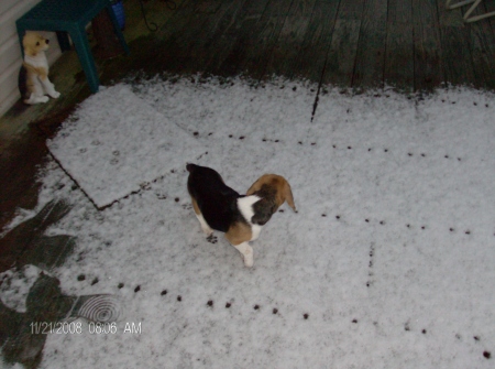 Dixies First Snow  Nov. 2008