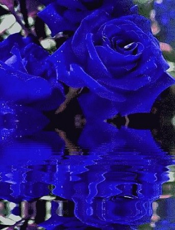 Blue Rose