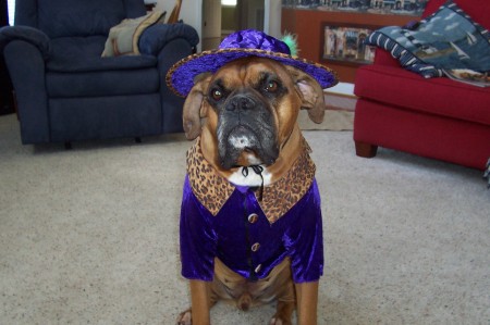 my dog Max as a pimp on Halloween