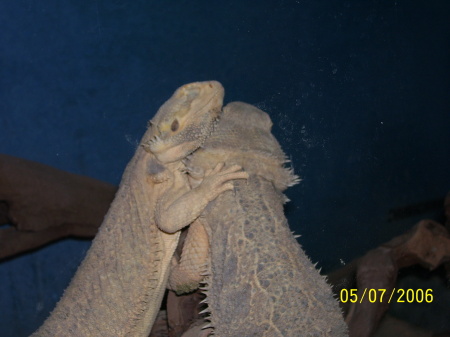 bearded dragons