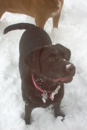 Godiva - Snow Dog!