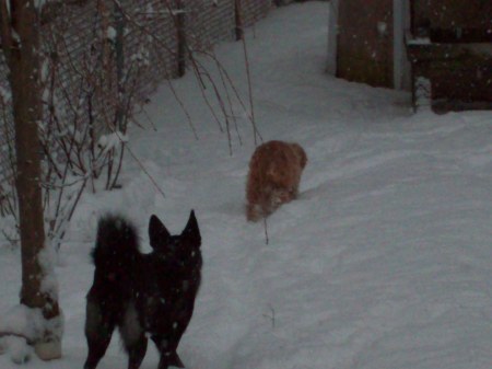 Lexie & Misty on snow patrol