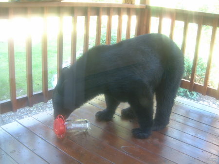 Bear on our Colorado deck