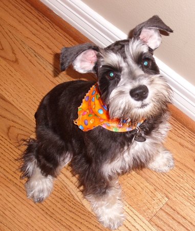 Ellie - miniature schnauzer