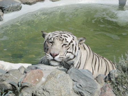 White Tiger at Animal Ark