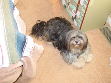 Danielle, Lhasa Apso