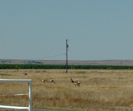 view from the front yard. look closely for antelope!