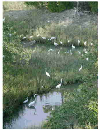 marsh view