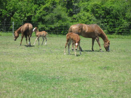 New baby horses