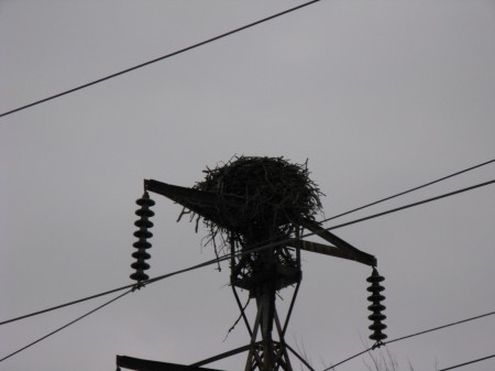 Big Bird Nest