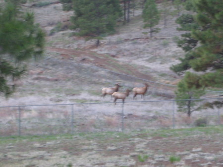 Elk On The Mountainside
