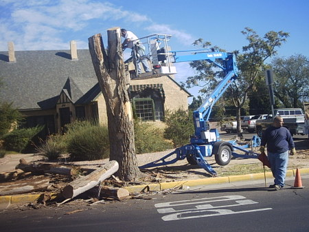 Economy Tree Service