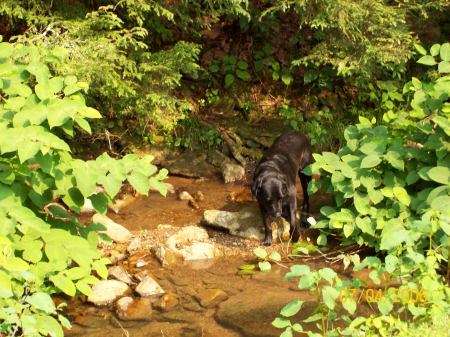 Creek Dog