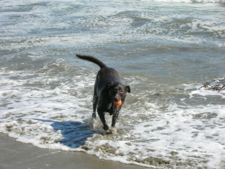 My dog Brownie playing in the Santa Cruz surf