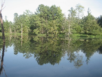 View from the back Porch II