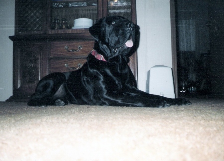 Hooch, about 150 lbs of pure puppy