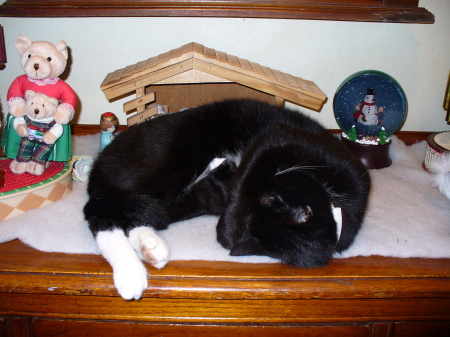 My cat, Scar, trying to sleep and "guard" the baby Jesus