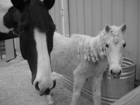 ROCKY AND LILY