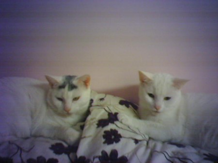 my two cats..