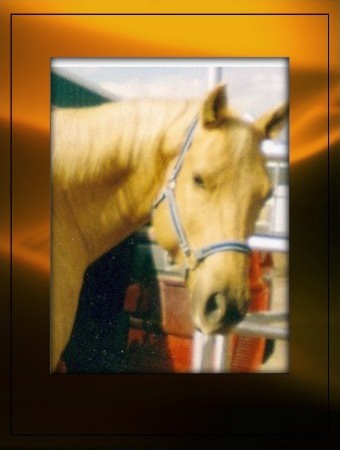 Jake is my 14 yr. old QH gelding