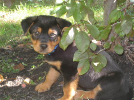 Mugsy 4weeks