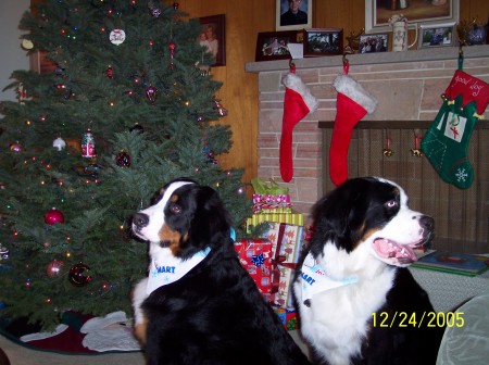 My Bernese Mountain Dogs - Andrew & Morgan