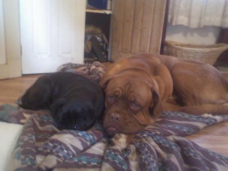 Shadow (Pug) & Decimus (Mastiff)