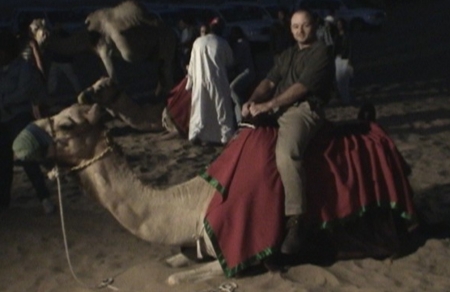 Camel in Dubai