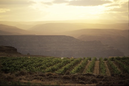 The Vineyards at Cave B