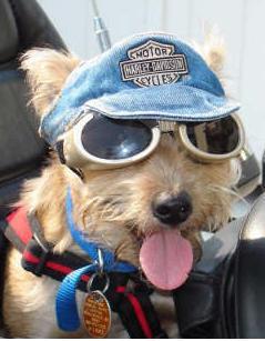 Biker Dog