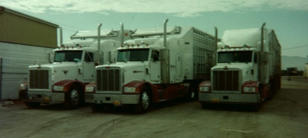 cow haulers