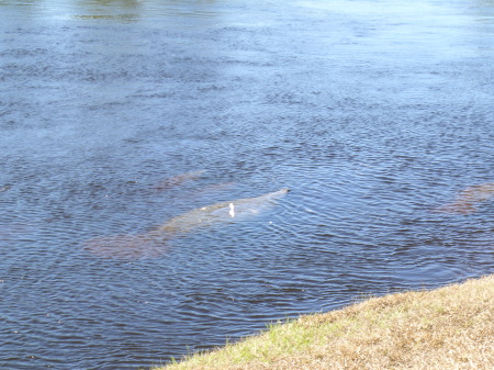 Manatee surfacing to breath