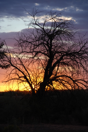 Sunset at the Petrified Forest