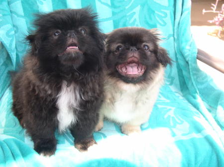 Our pekingese puppies, George & Gracie