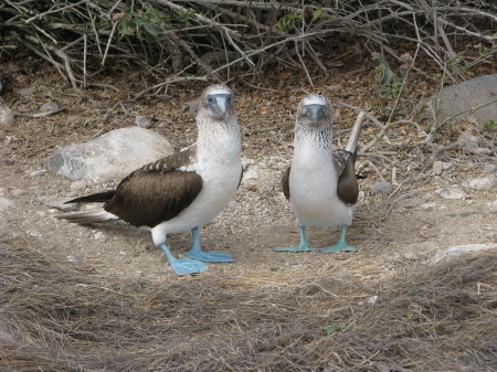 Blue Footed Boobie - Galapagos