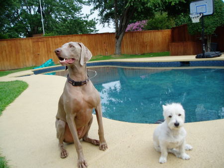 Backyard Dogs