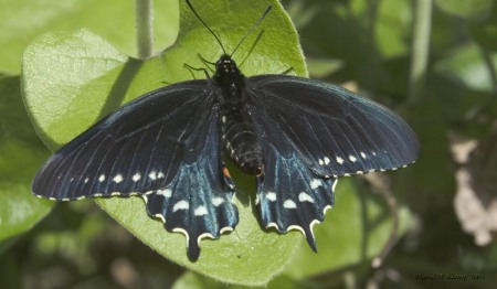 Pipevine Swallowtail