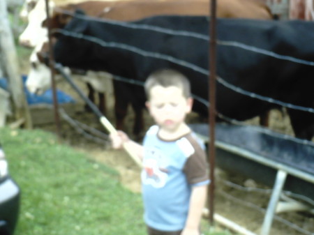 My 5 year old fussing at the cows...