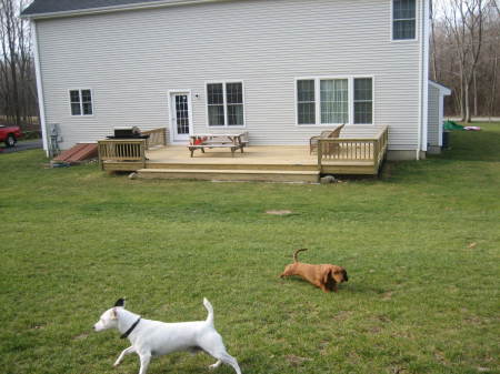 my dogs and deck