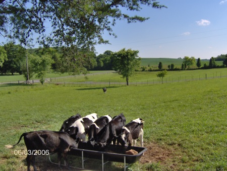 Some of my cattle feeding (they're stinkin pigs)