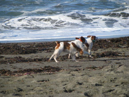 Bodega Bay - 'The Pups' (Bonnie & CJ)