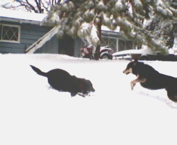 Cheyanne and Icarus the snow dogs